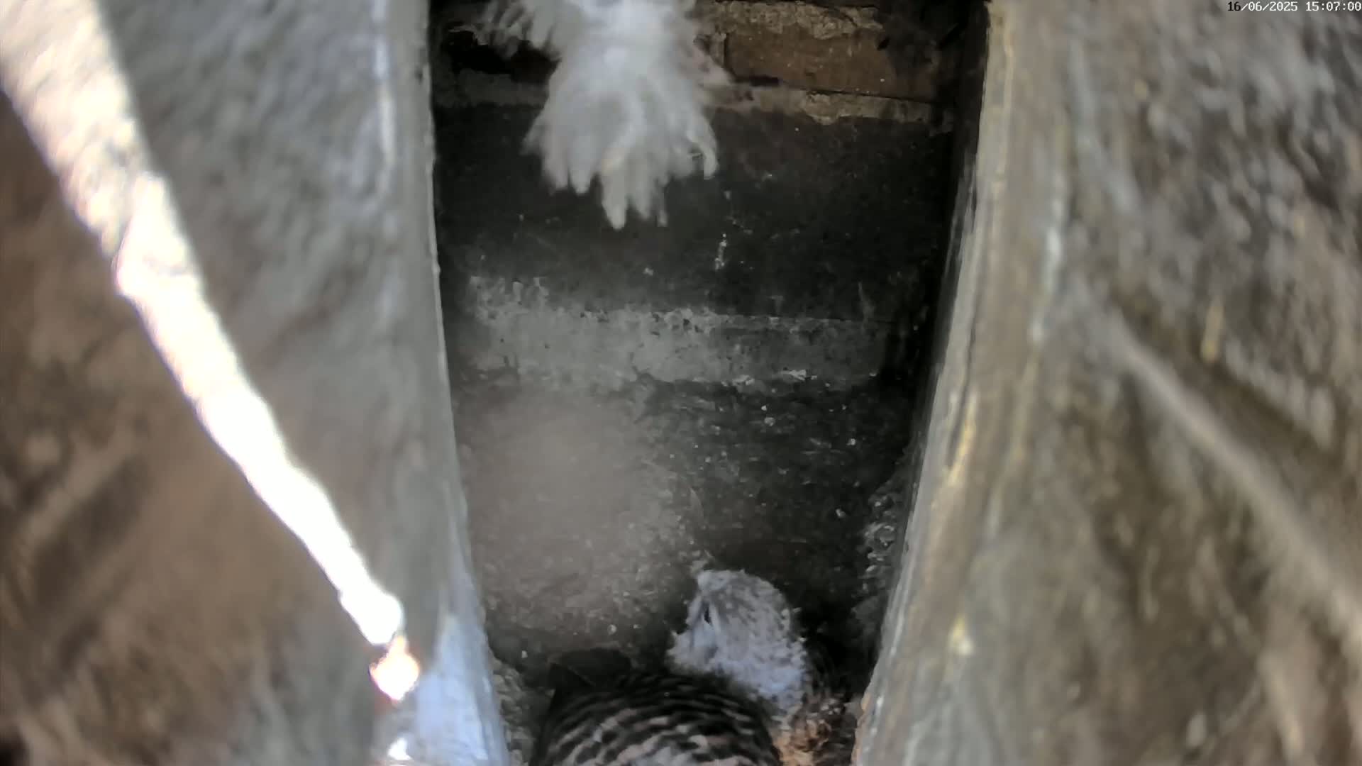 A bird sits in a dark, confined space within a stone structure.