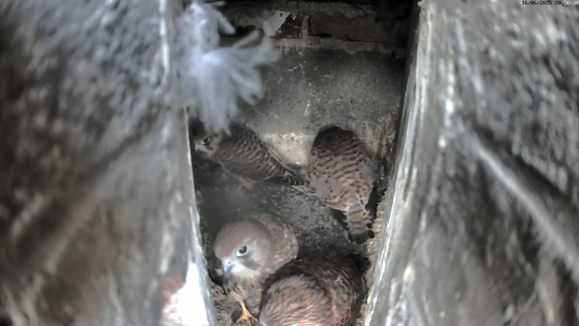 Le Havre , Faucon Crécerelle Falcons Natural Life Live Cam - Le Havre, Seine-Maritime, Normandie, France