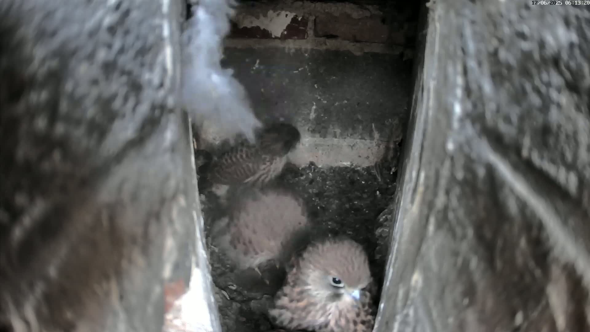 Le Havre , Faucon Crécerelle Falcons Natural Life Live Cam - Le Havre, Seine-Maritime, Normandie, France