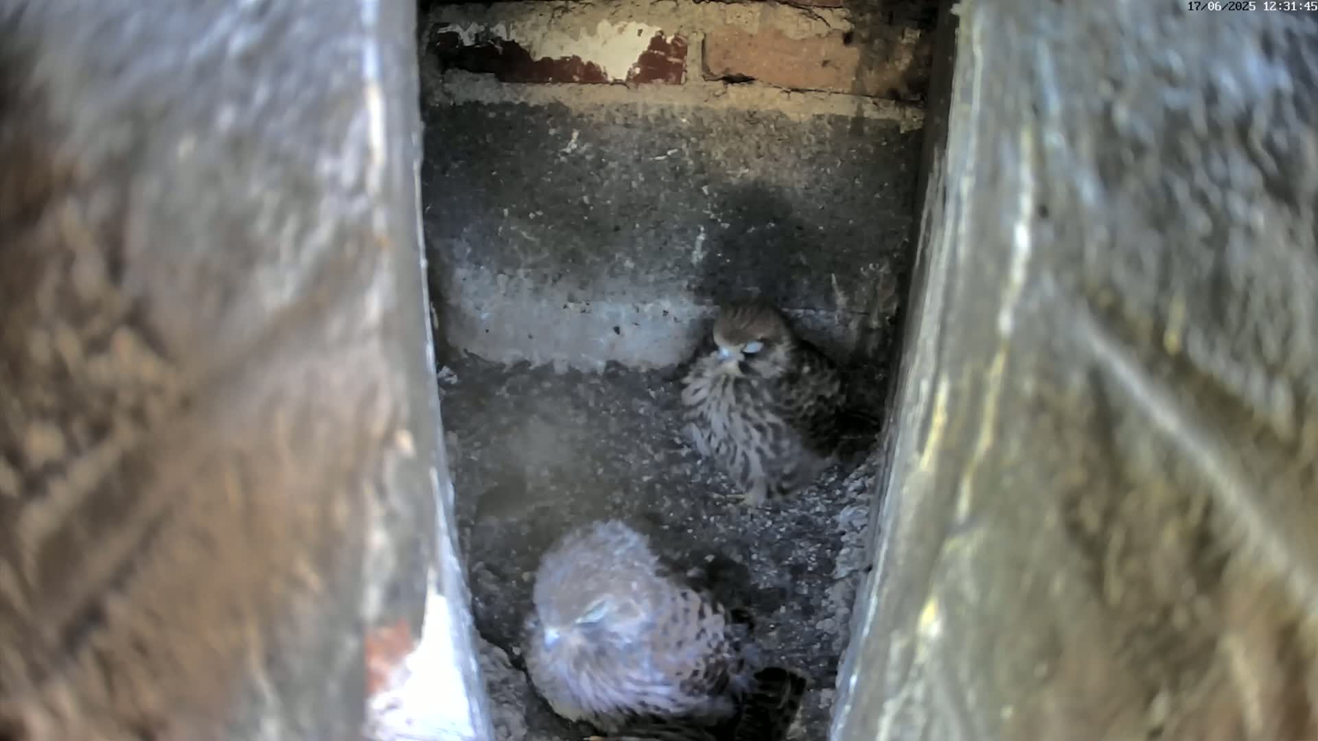 Two young kestrels are nestled together in a dark, earthen crevice within a stone structure.