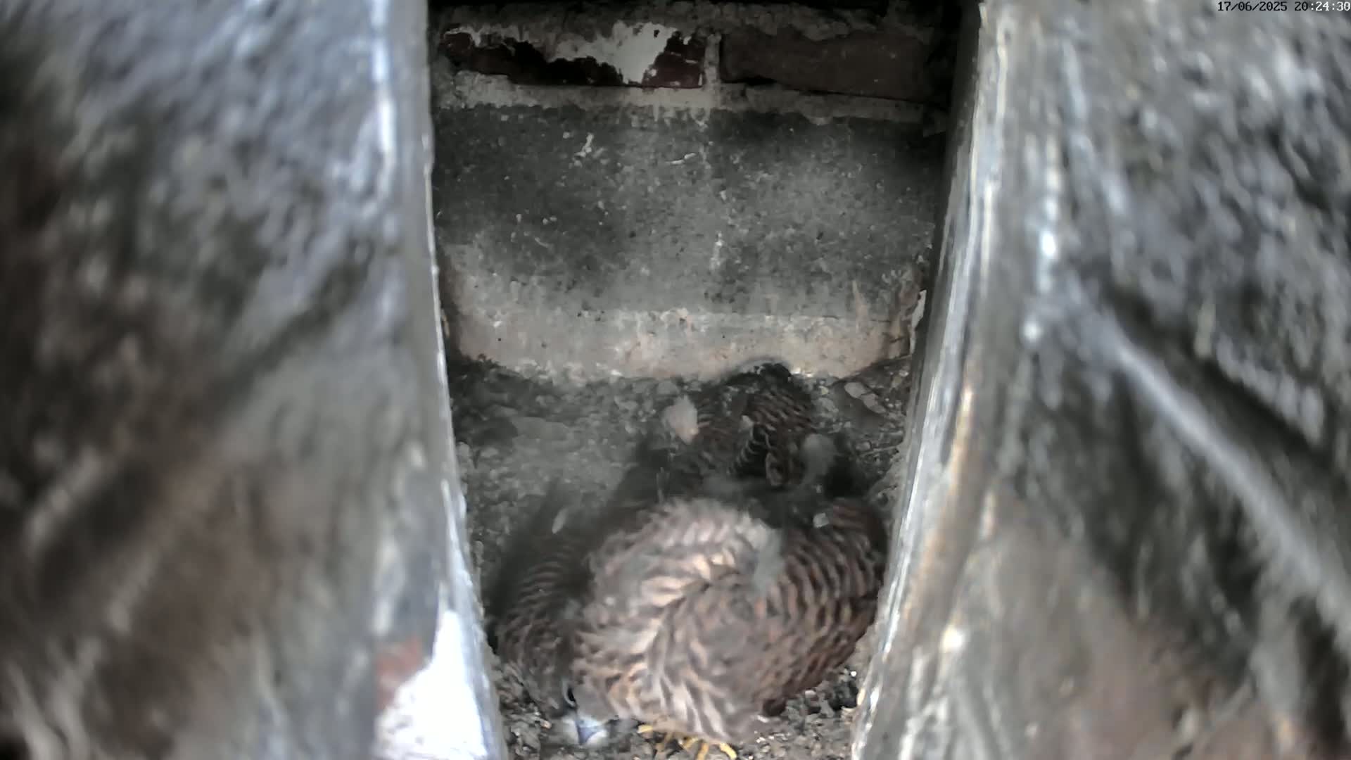 A kestrel sits amidst several young birds in a dark, earthen nest nestled within a narrow, stone structure.
