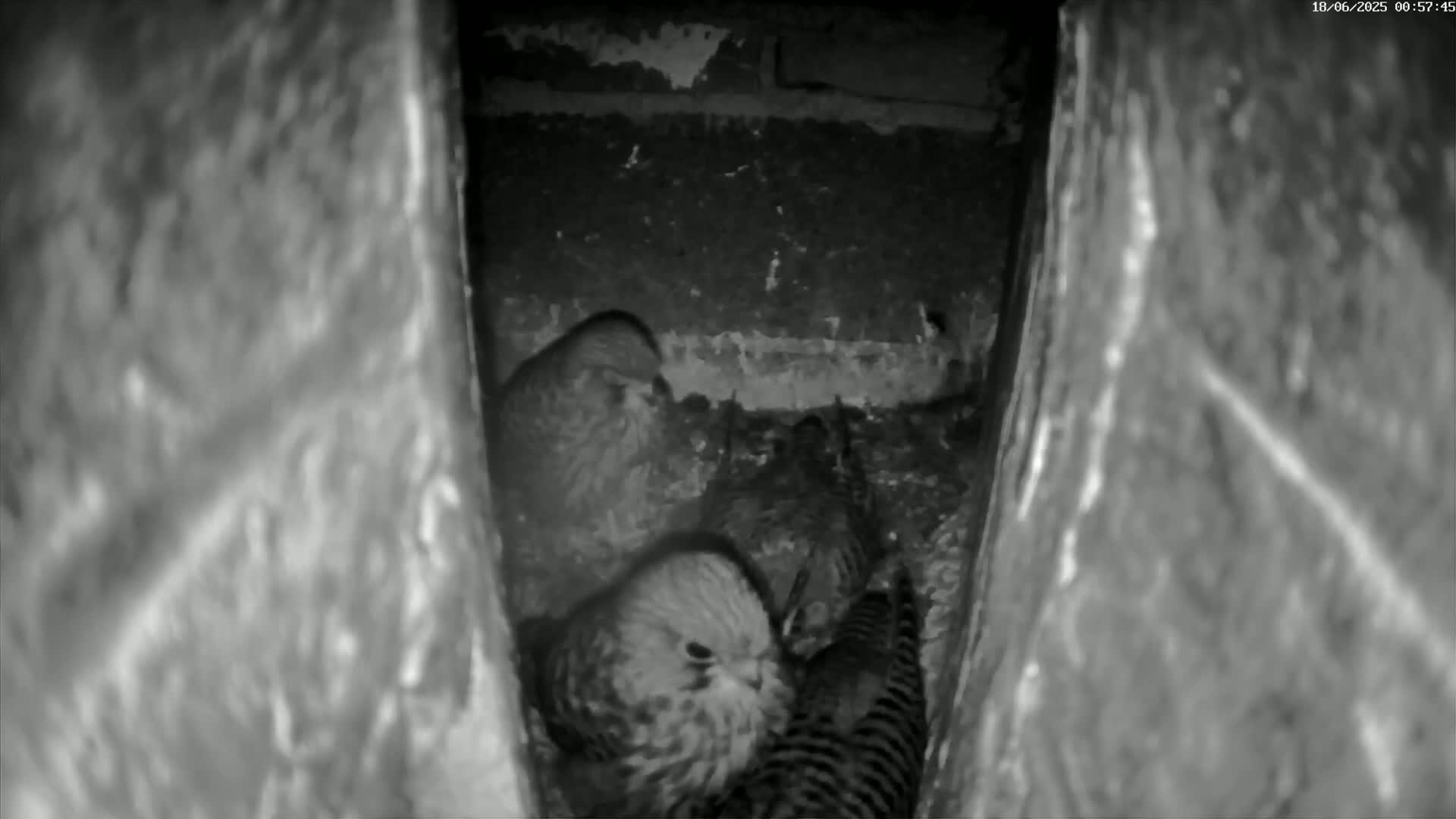 Le Havre , Faucon Crécerelle Falcons Natural Life Live Cam - Le Havre, Seine-Maritime, Normandie, France