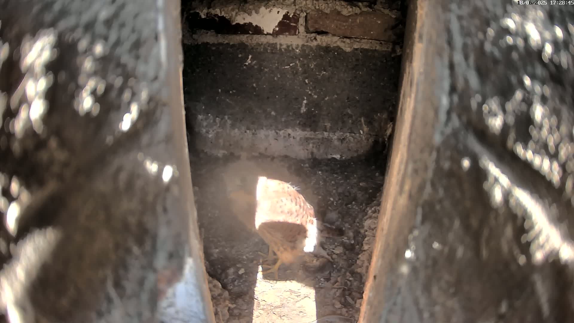 A small bird, possibly a falcon, is perched inside a narrow, shadowy crevice of a stone structure, illuminated by a ray of sunlight.