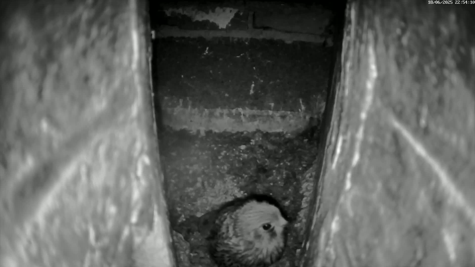 Le Havre , Faucon Crécerelle Falcons Natural Life Live Cam - Le Havre, Seine-Maritime, Normandie, France