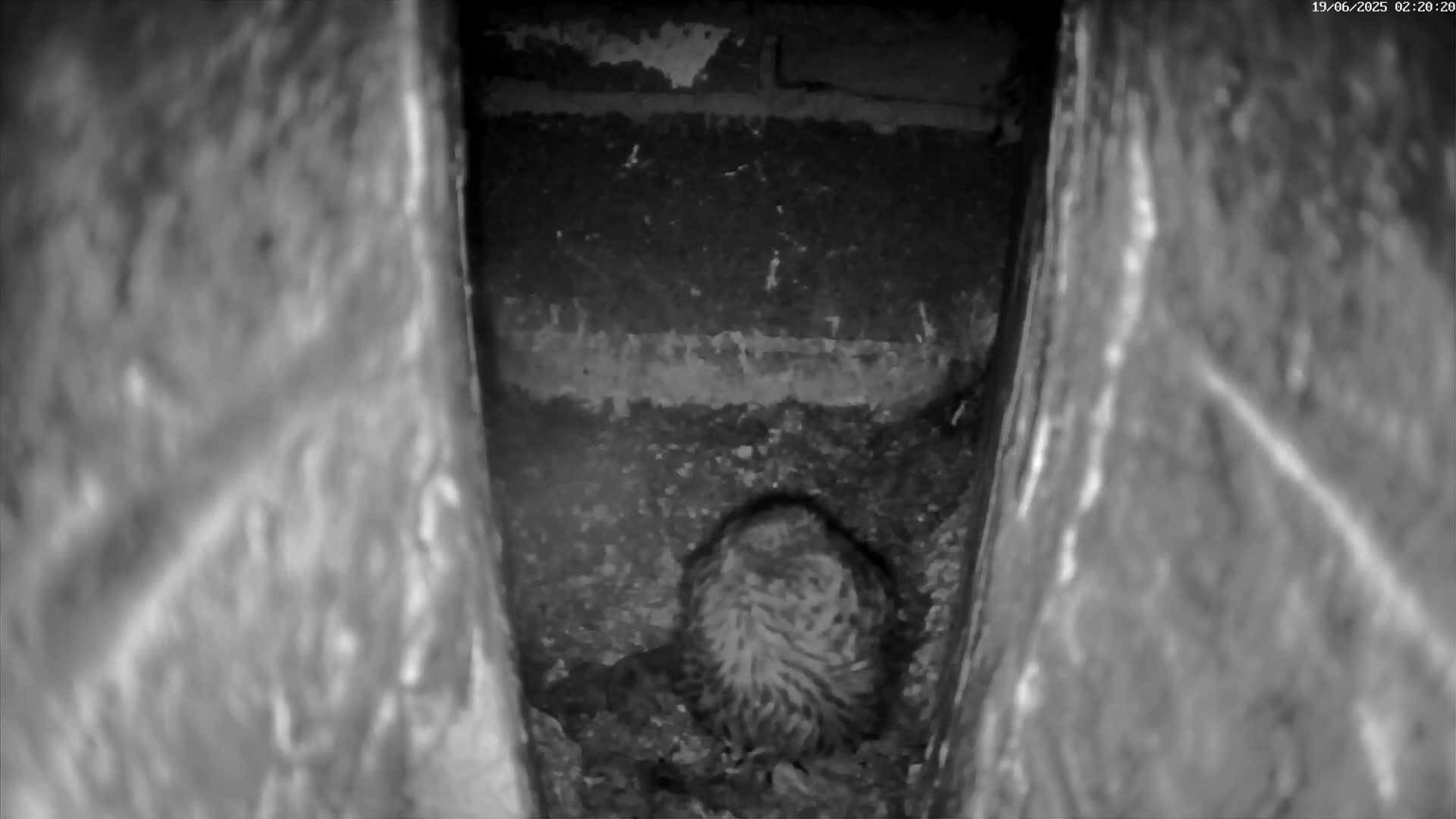 Le Havre , Faucon Crécerelle Falcons Natural Life Live Cam - Le Havre, Seine-Maritime, Normandie, France