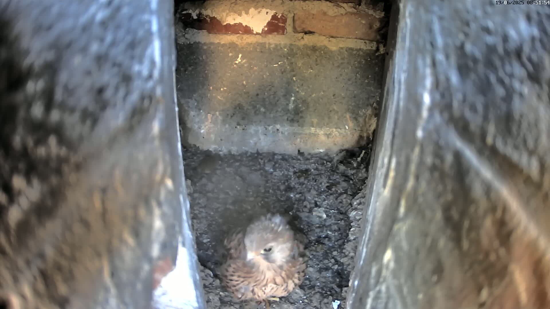 Le Havre , Faucon Crécerelle Falcons Natural Life Live Cam - Le Havre, Seine-Maritime, Normandie, France