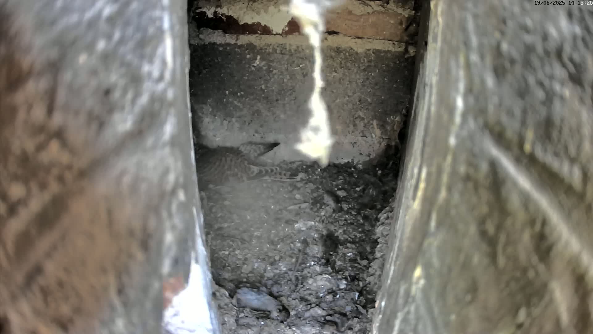 A small bird rests in a dark, dirt-filled crevice of a wall.
