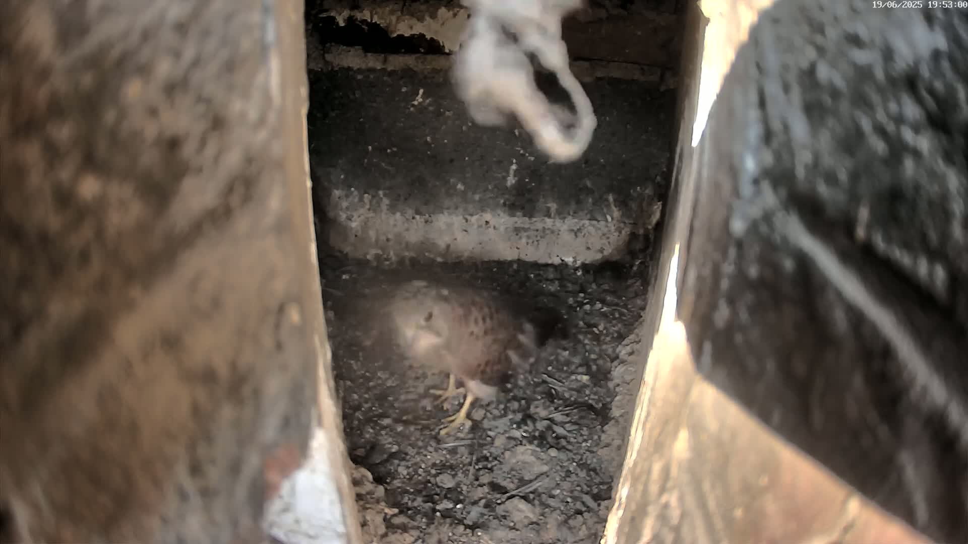 A small brown bird stands in a dark, dirt-filled cavity within a wooden structure.