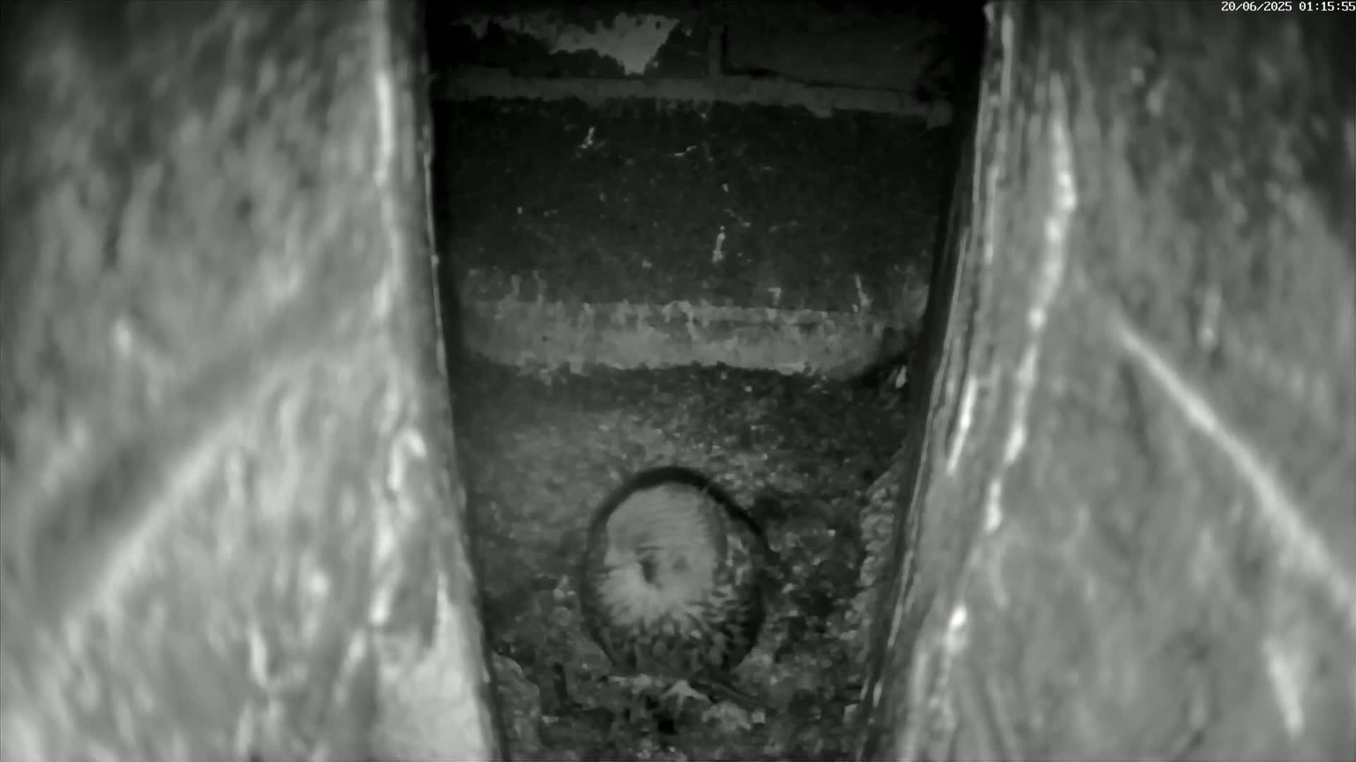 Le Havre , Faucon Crécerelle Falcons Natural Life Live Cam - Le Havre, Seine-Maritime, Normandie, France