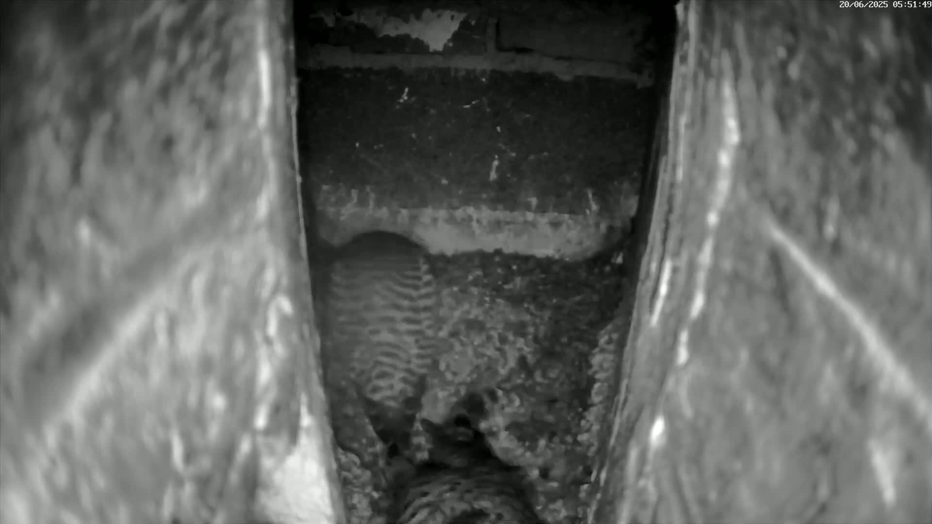 Le Havre , Faucon Crécerelle Falcons Natural Life Live Cam - Le Havre, Seine-Maritime, Normandie, France