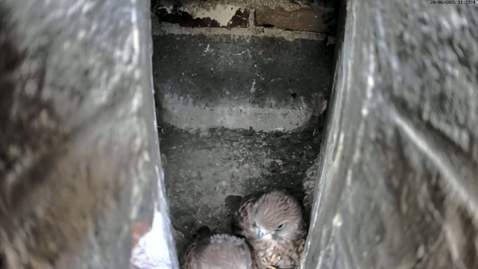 Two small birds are nestled together in a dark, narrow crevice of a stone or brick structure.