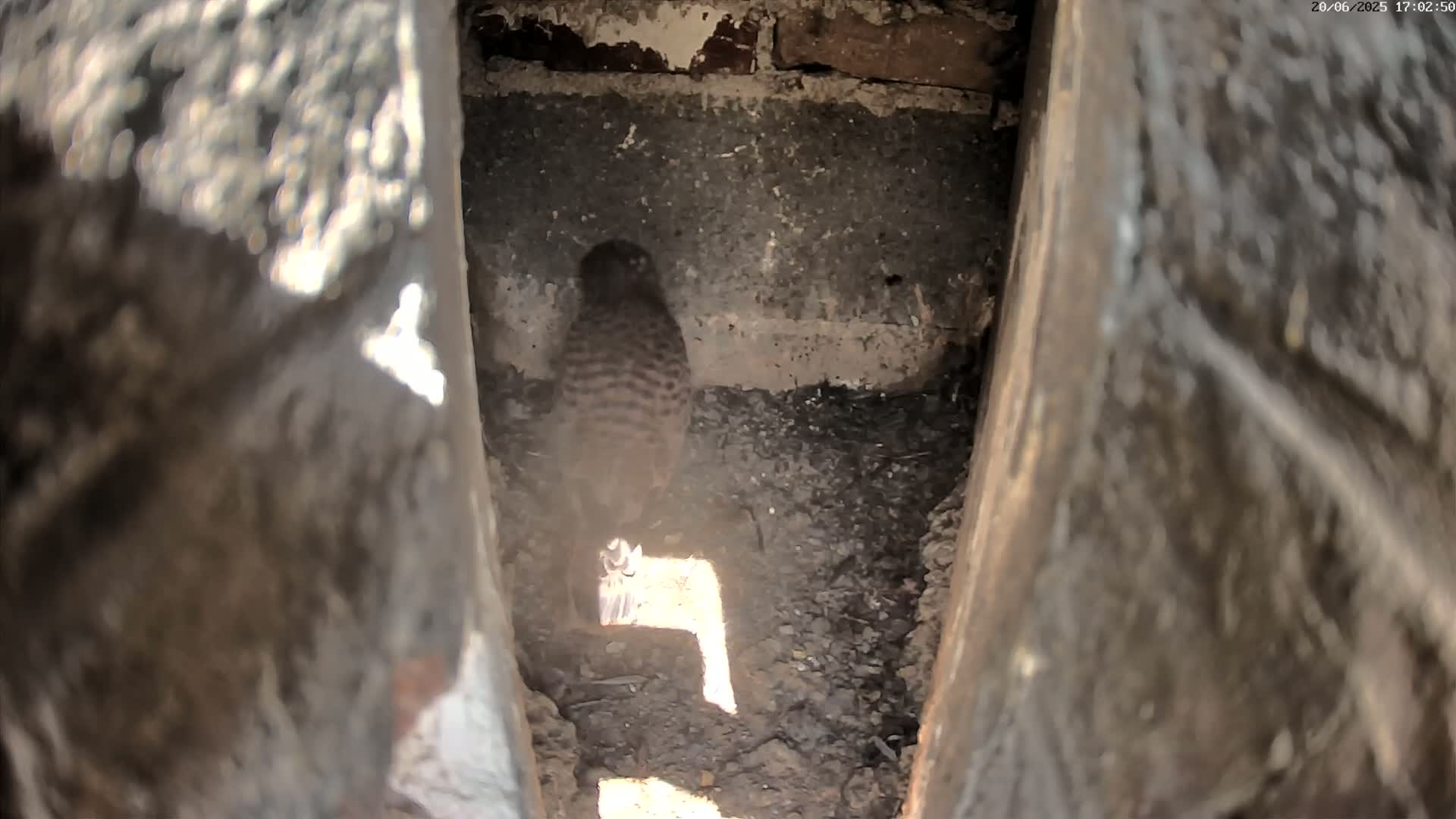 A small, brown bird is seen from behind, perched inside a dark, earthy crevice.