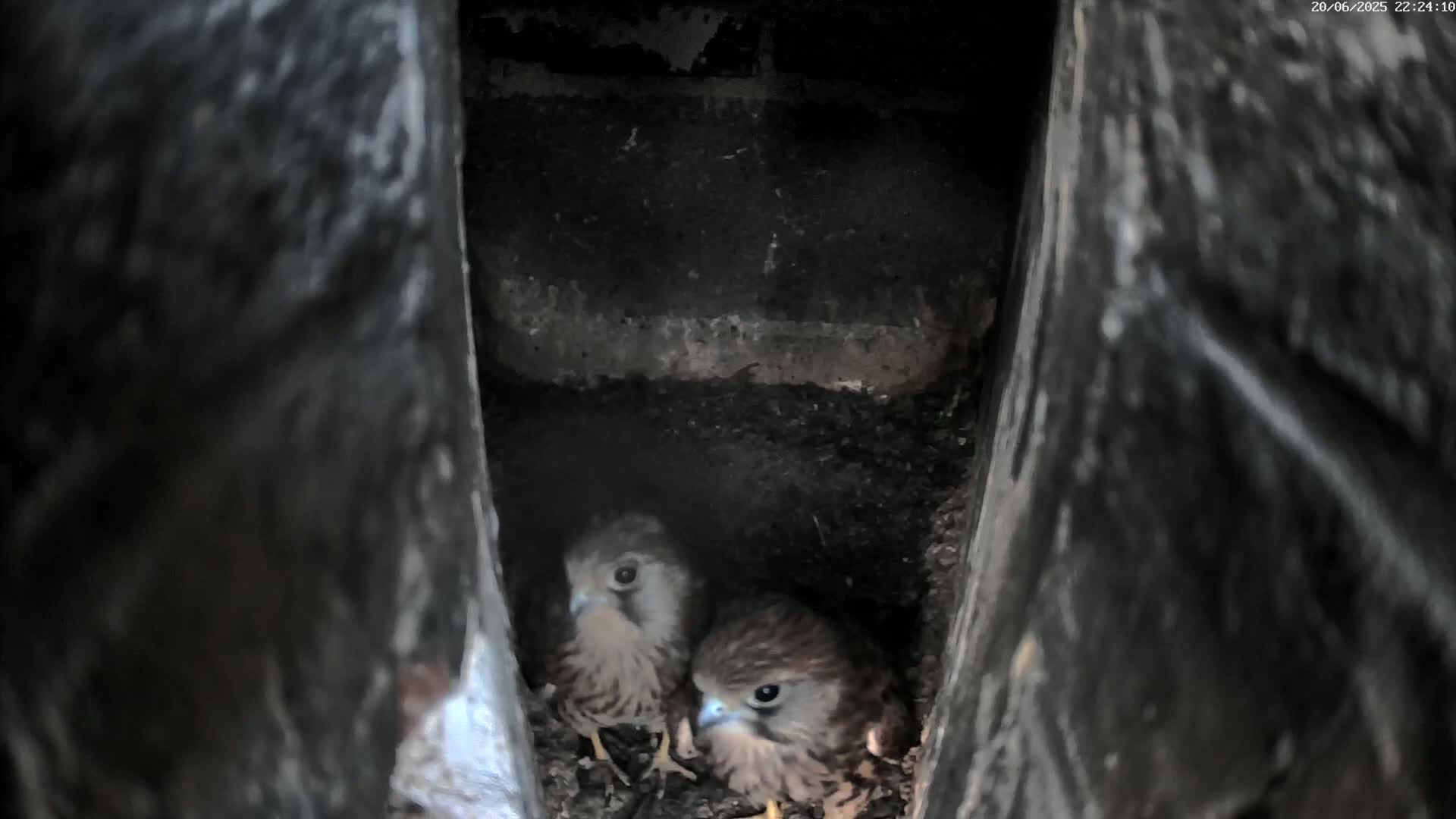 Le Havre , Faucon Crécerelle Falcons Natural Life Live Cam - Le Havre, Seine-Maritime, Normandie, France