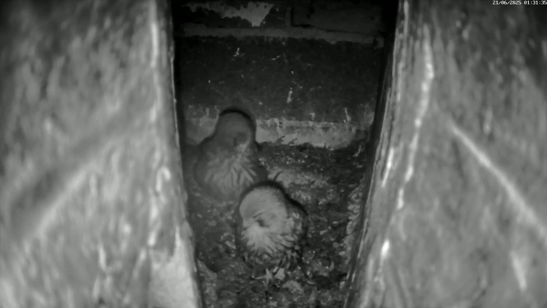 Le Havre , Faucon Crécerelle Falcons Natural Life Live Cam - Le Havre, Seine-Maritime, Normandie, France