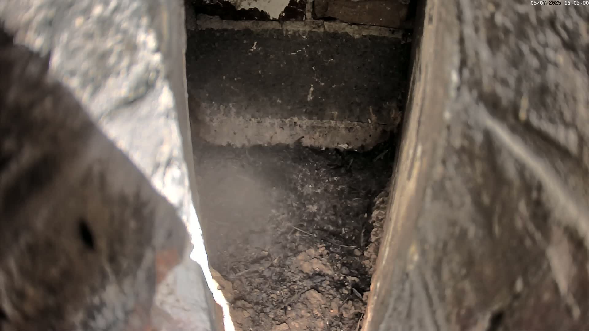 A dark, earthy cavity is visible between two dark gray vertical structures.