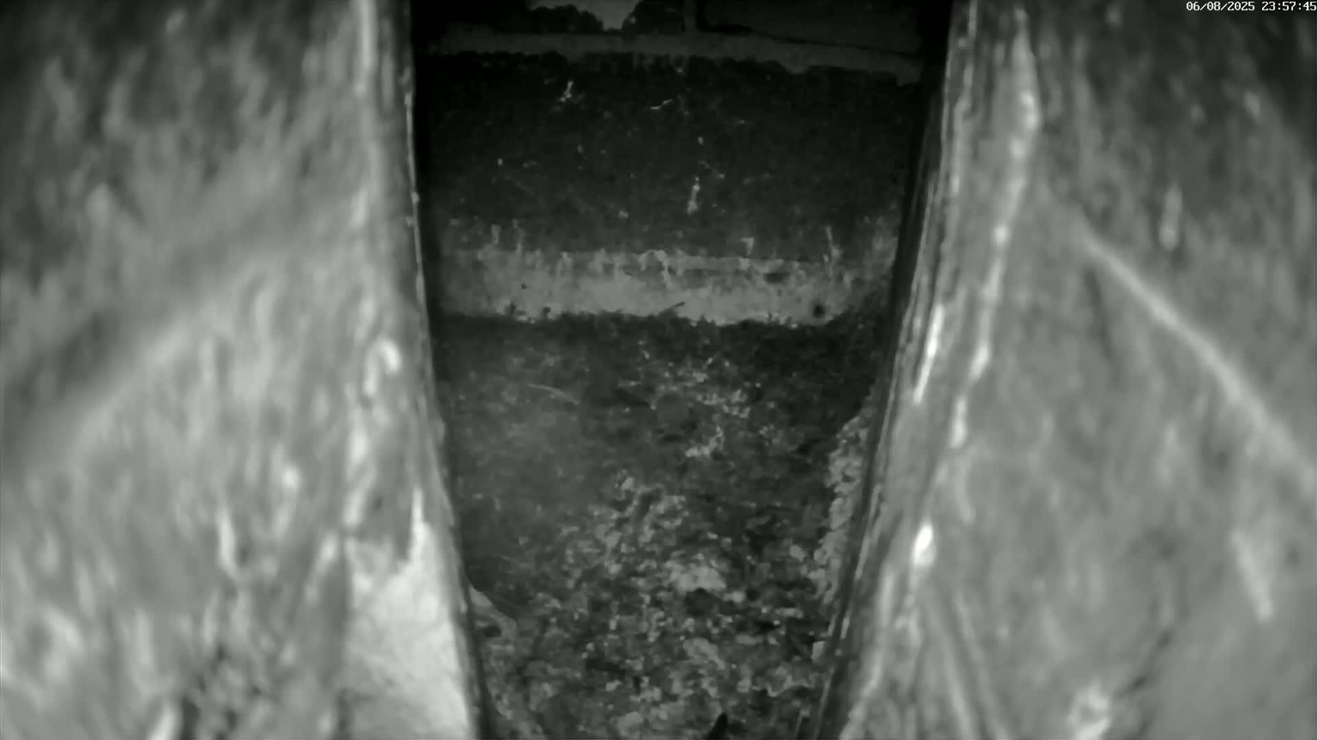 Le Havre , Faucon Crécerelle Falcons Natural Life Live Cam - Le Havre, Seine-Maritime, Normandie, France