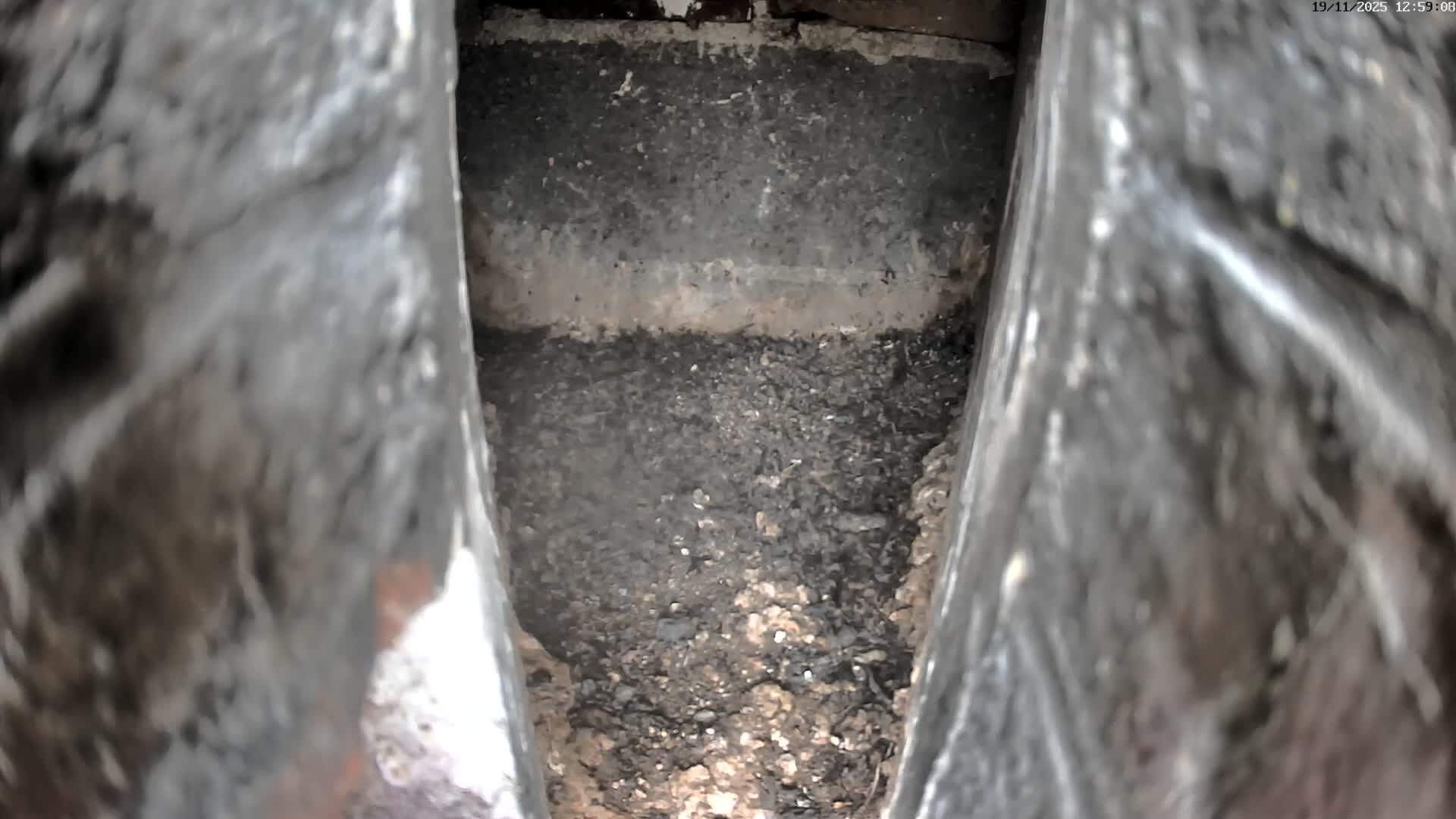 Le Havre , Faucon Crécerelle Falcons Natural Life Live Cam - Le Havre, Seine-Maritime, Normandie, France