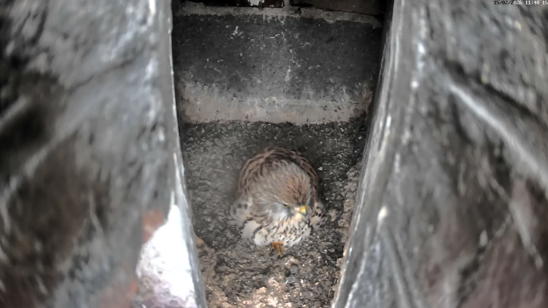 Le Havre , Faucon Crécerelle Falcons Natural Life Live Cam - Le Havre, Seine-Maritime, Normandie, France