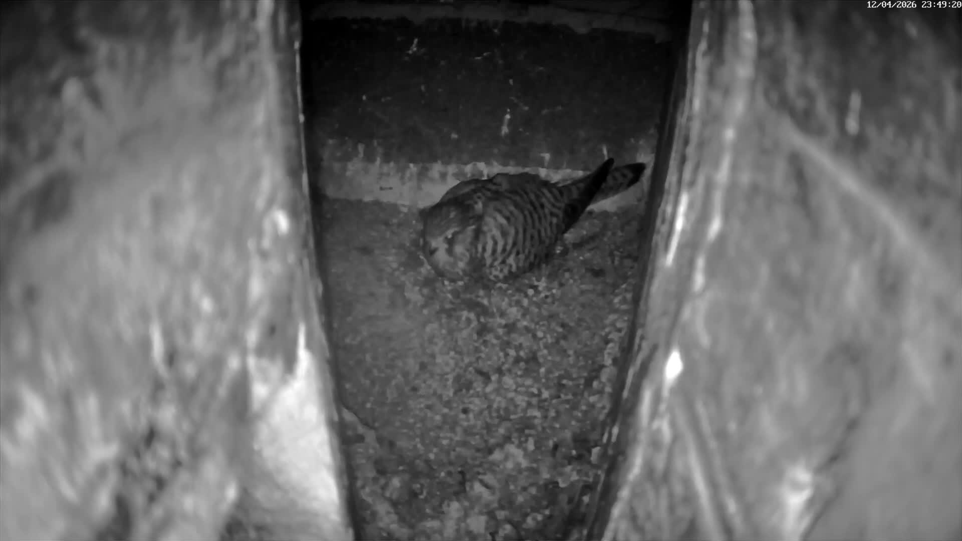 Le Havre , Faucon Crécerelle Falcons Natural Life Live Cam - Le Havre, Seine-Maritime, Normandie, France