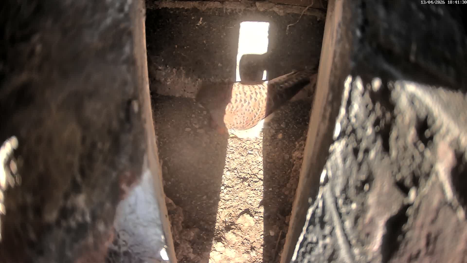 A narrow, dimly lit, downward view reveals a confined space with blurred, dark, textured walls on either side, a floor covered in dark granular debris, and a grimy back wall featuring a lighter horizontal band.