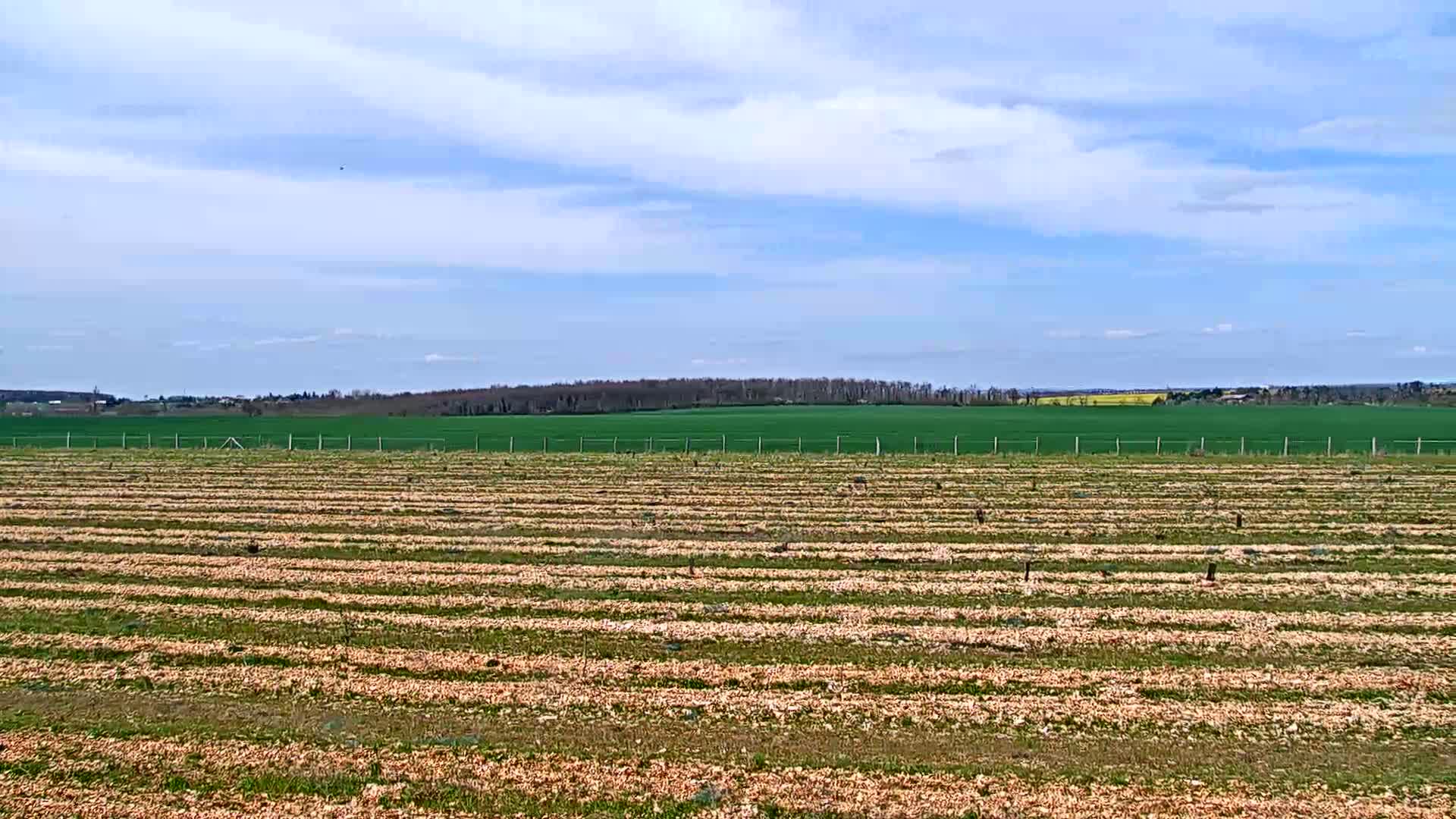 A freshly planted field with rows of young plants lies in the foreground under a mostly sunny sky, beyond a fence and a field of vibrant green.