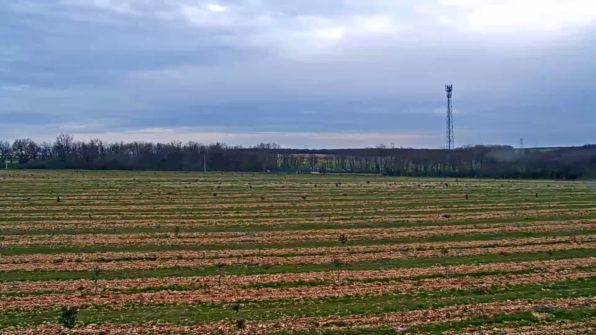 A large, flat field with rows of young trees and scattered orange debris under a cloudy sky.