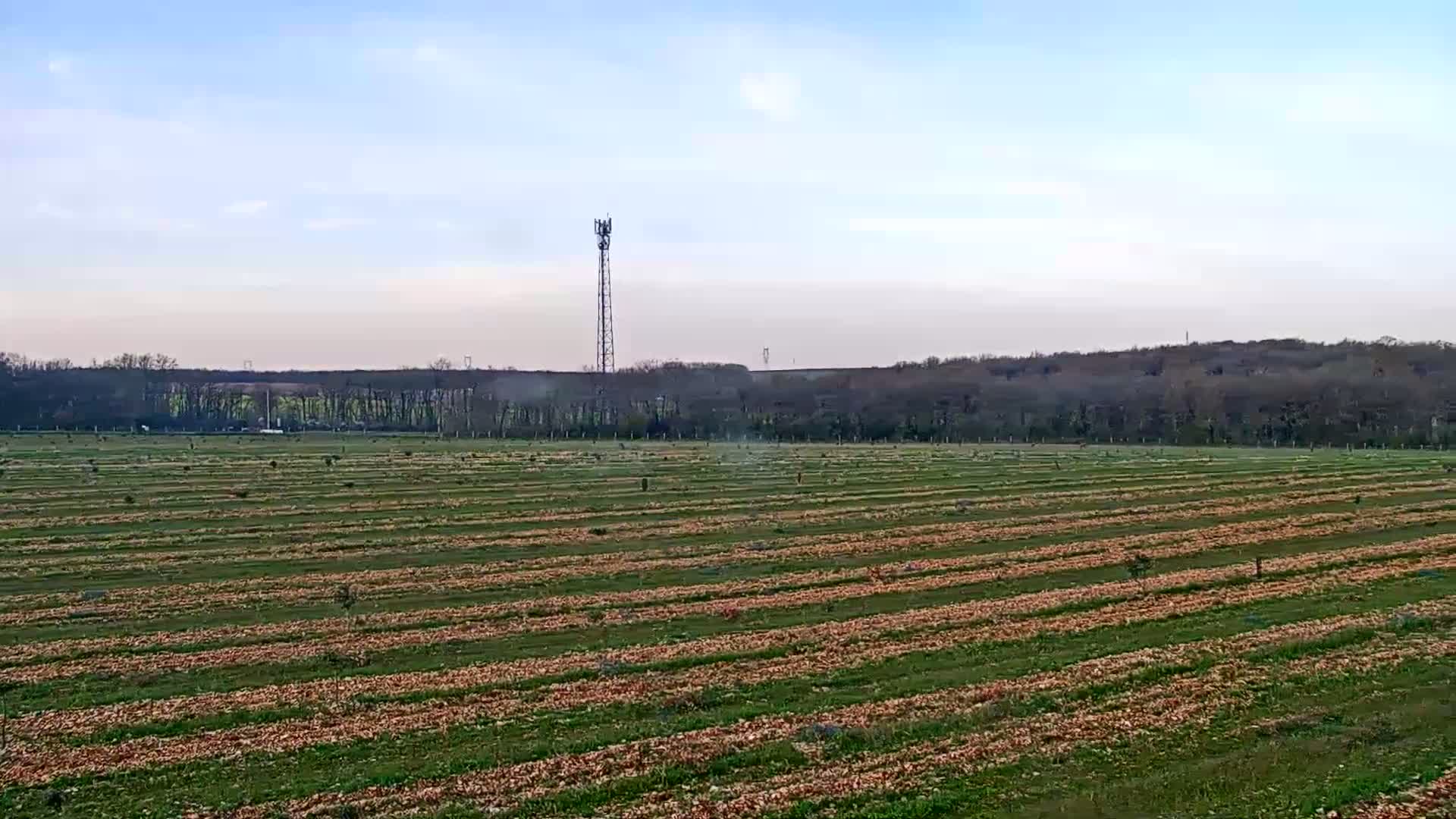 A long, flat field with rows of young trees and scattered brown debris stretches toward a line of trees and a tall communication tower under a mostly clear sky.