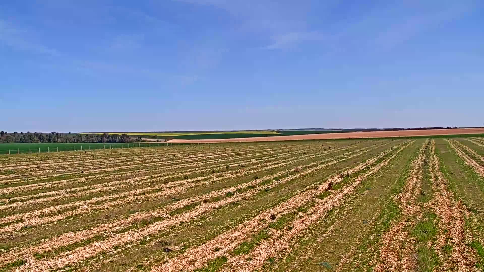 Rows of young trees are planted in a field under a clear blue sky.