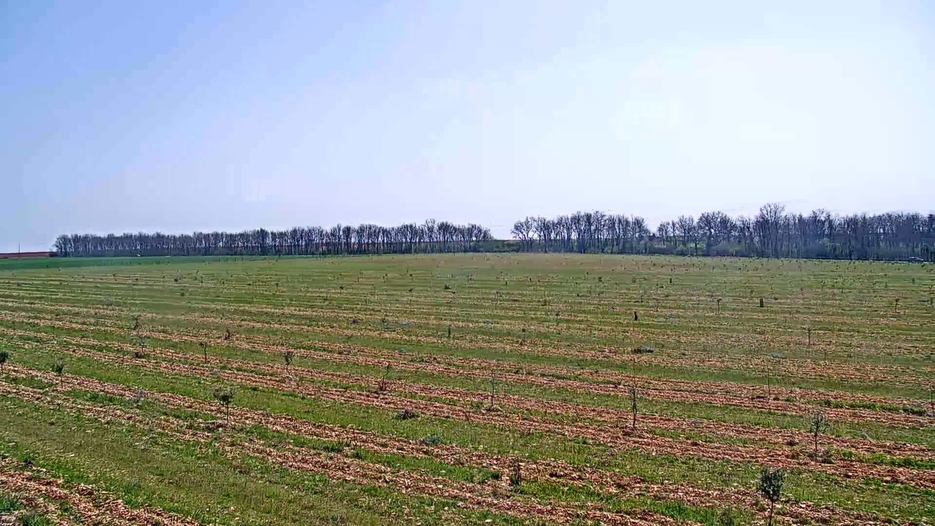 A large, flat field with rows of young trees and scattered mulch stretches out under a clear blue sky.