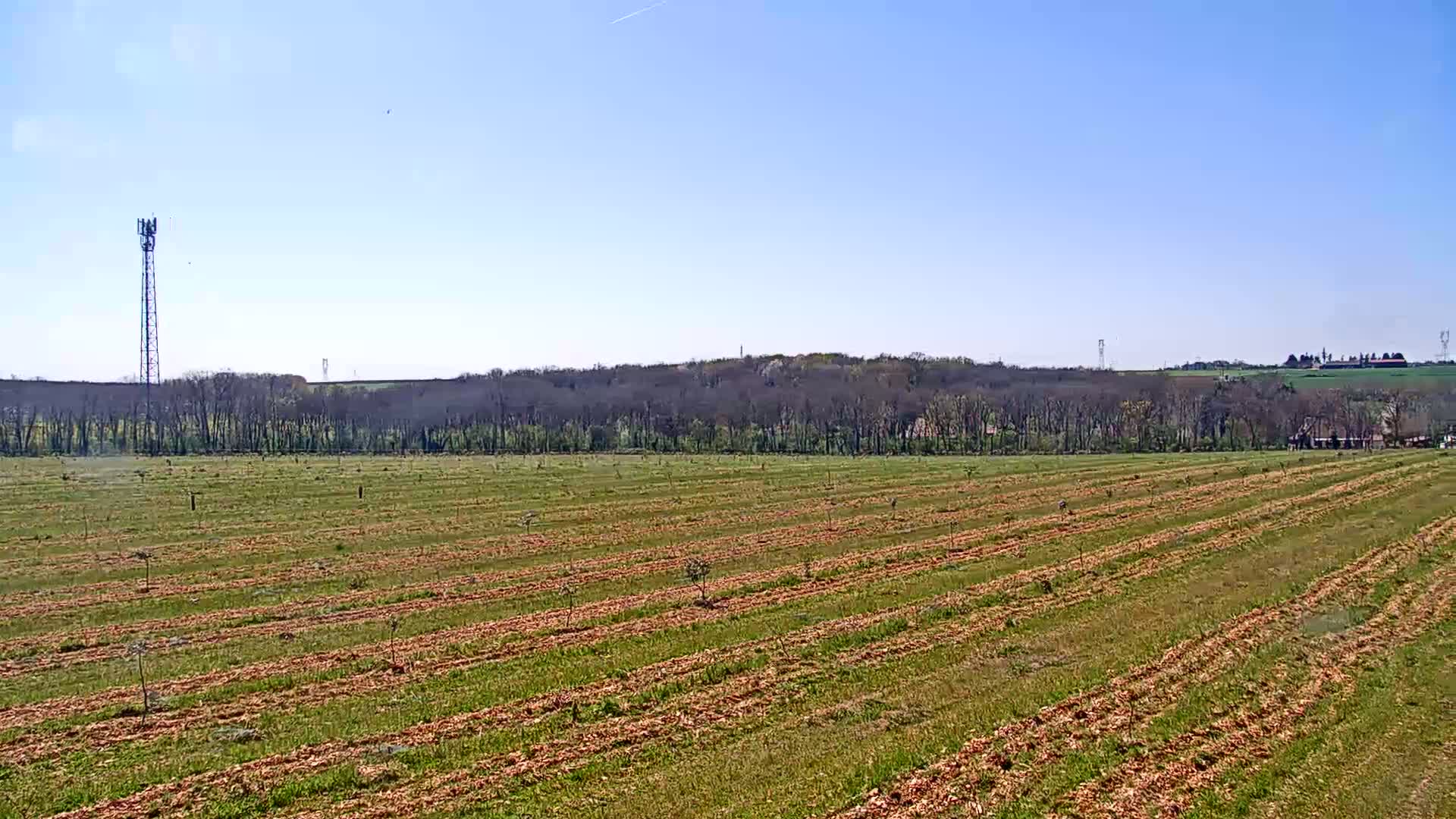 A newly planted orchard stretches across a flat field under a clear blue sky, with a line of trees in the background and a tall communication tower visible in the distance.