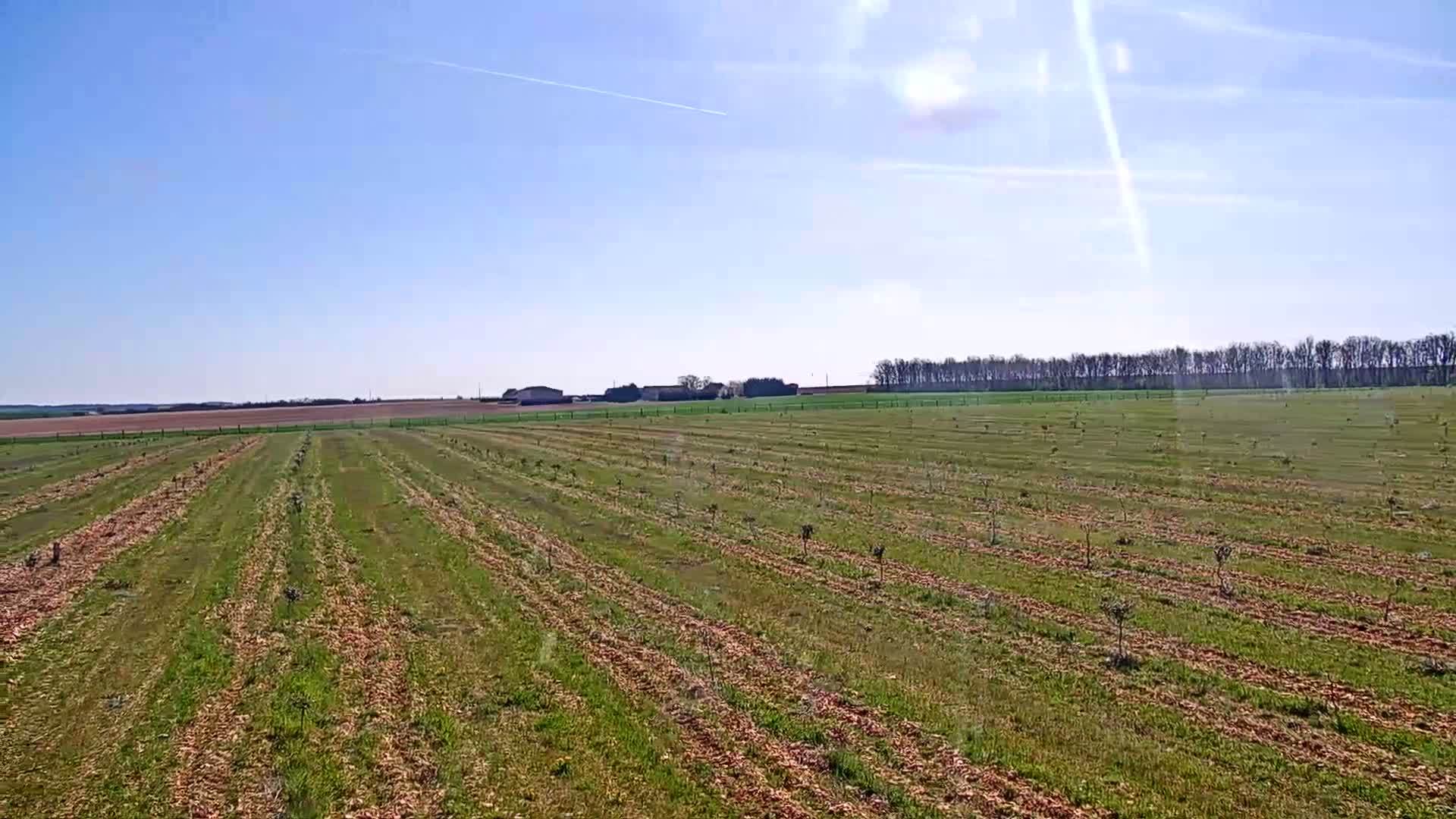 A field of young trees is planted in neat rows under a bright, sunny sky.