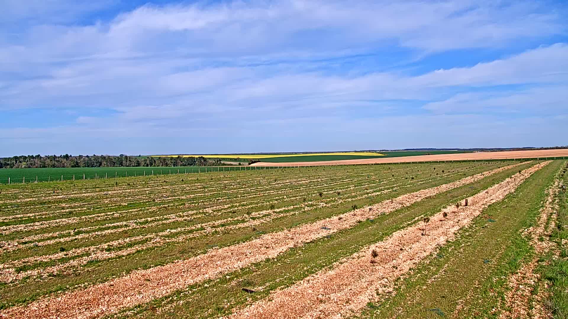 Rows of young trees planted in a field under a mostly sunny sky with some scattered clouds.