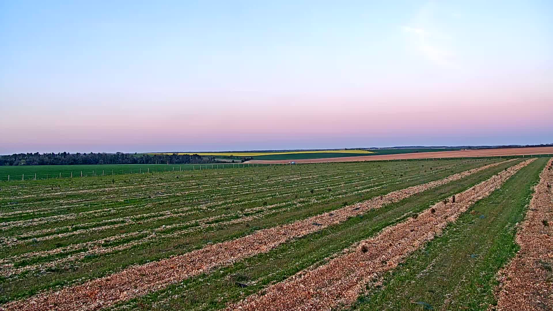 Rows of young trees are planted in a field under a pale pink and blue sunset sky.