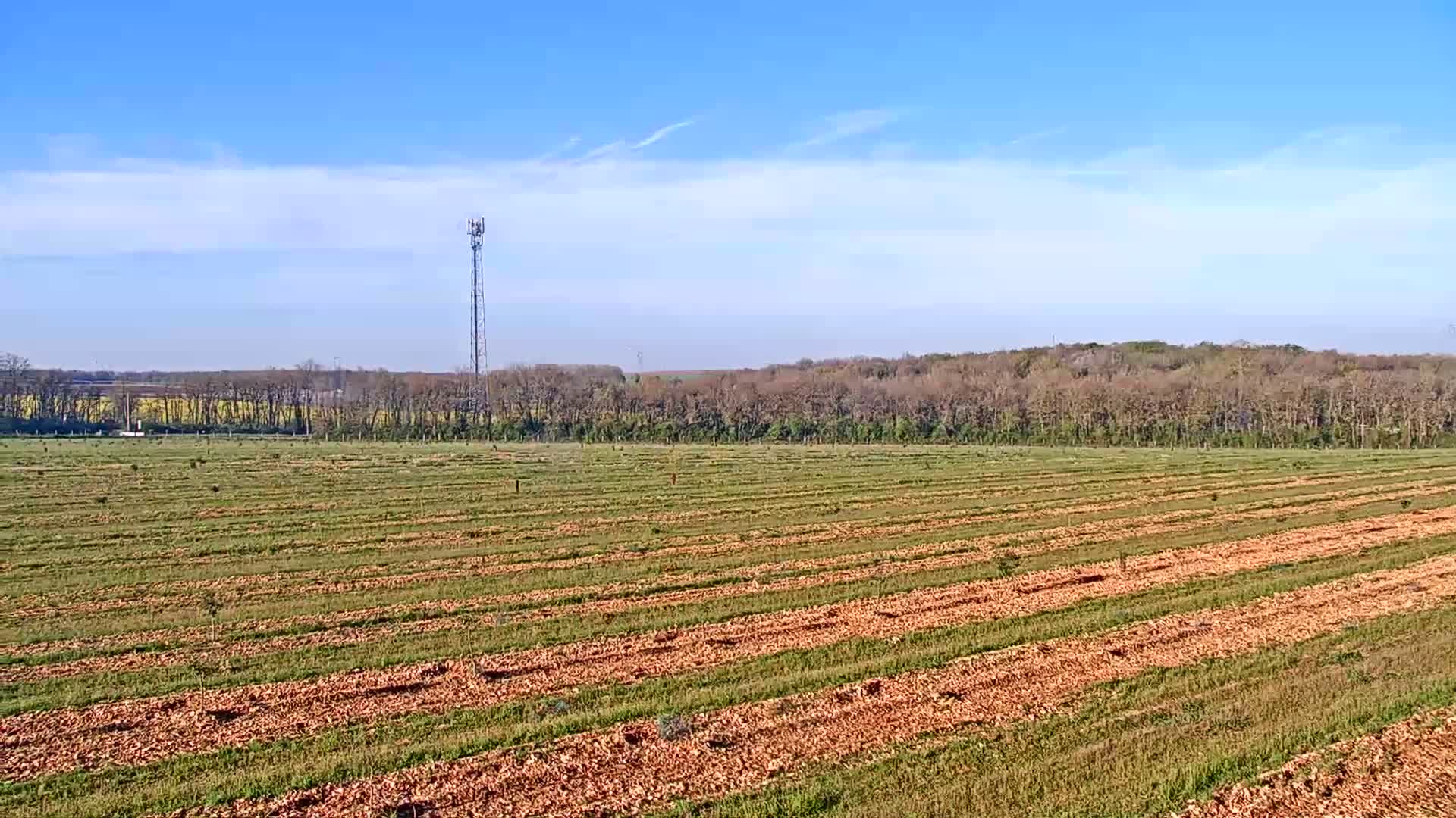 A long, flat field with rows of tilled earth and newly planted saplings stretches toward a line of leafless trees under a clear blue sky.