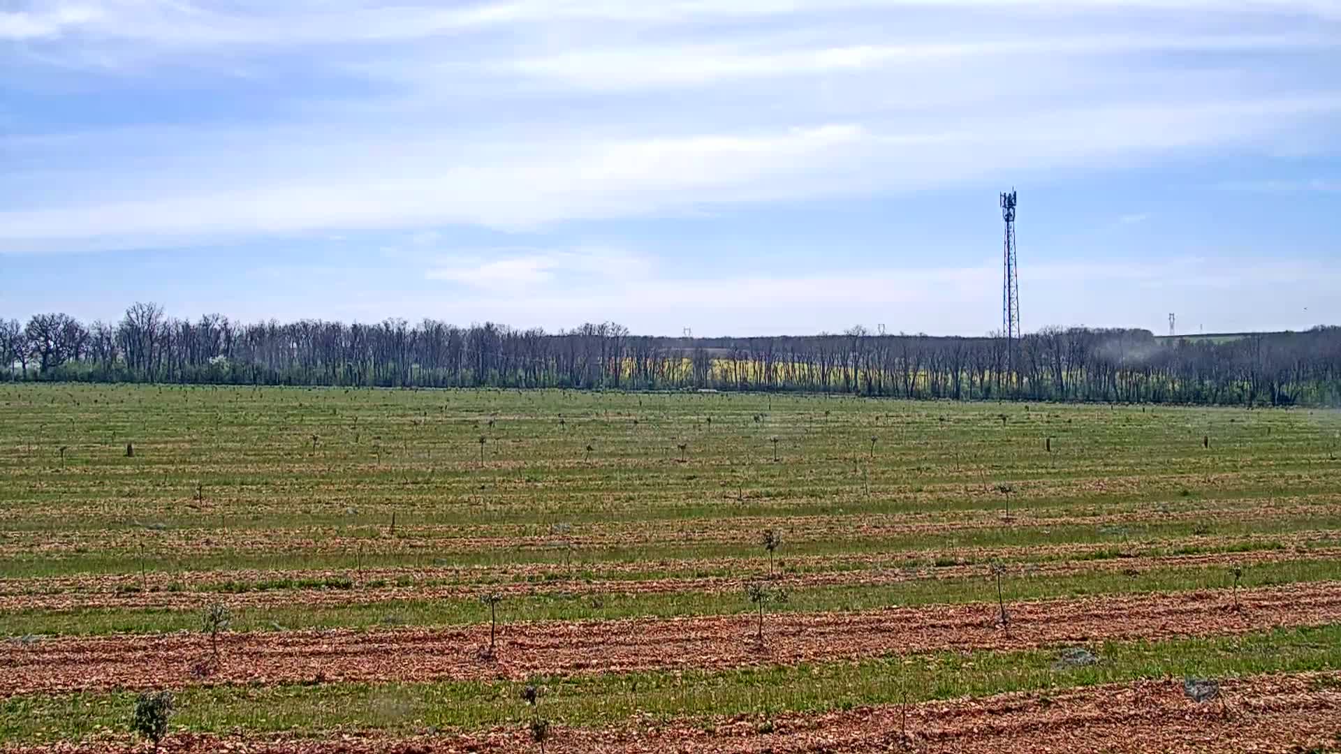 A large, flat field with newly planted saplings, rows of reddish-brown mulch, and a communications tower in the distance under a mostly clear, bright sky.