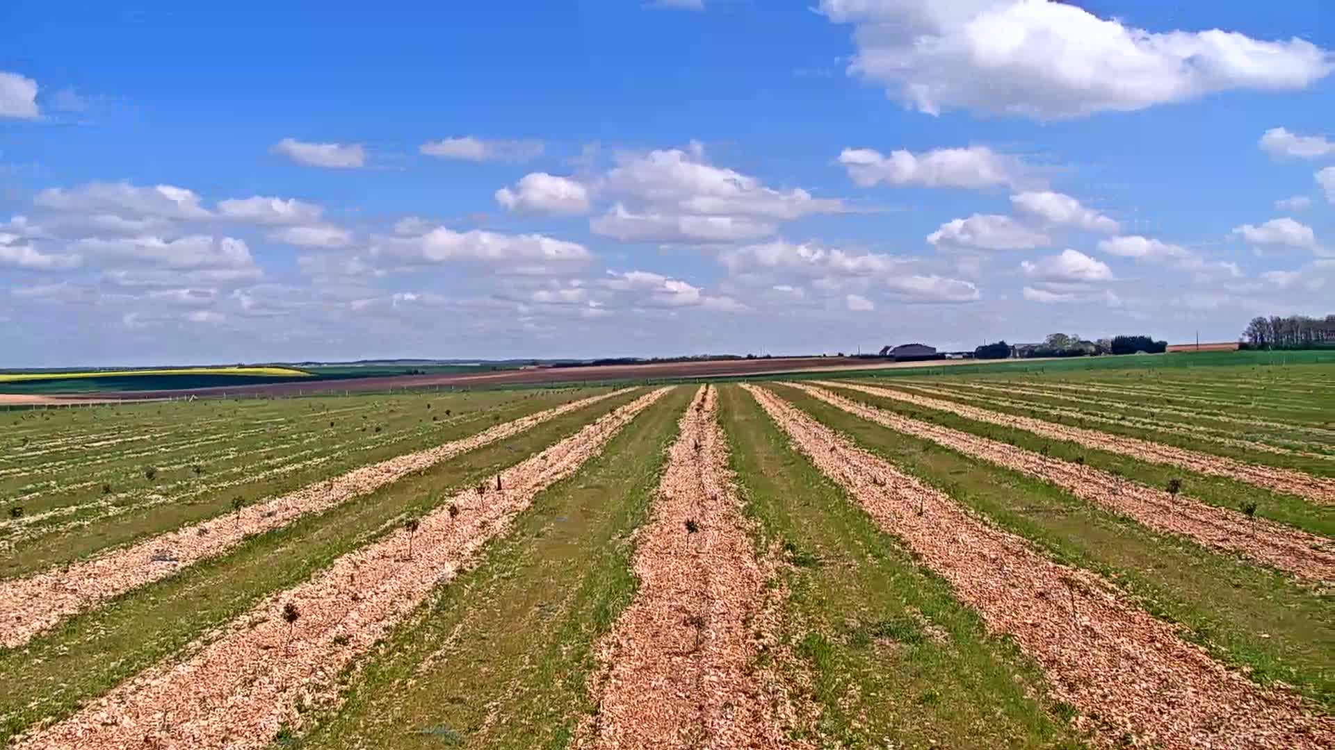 Rows of young trees planted in a field under a partly cloudy blue sky.