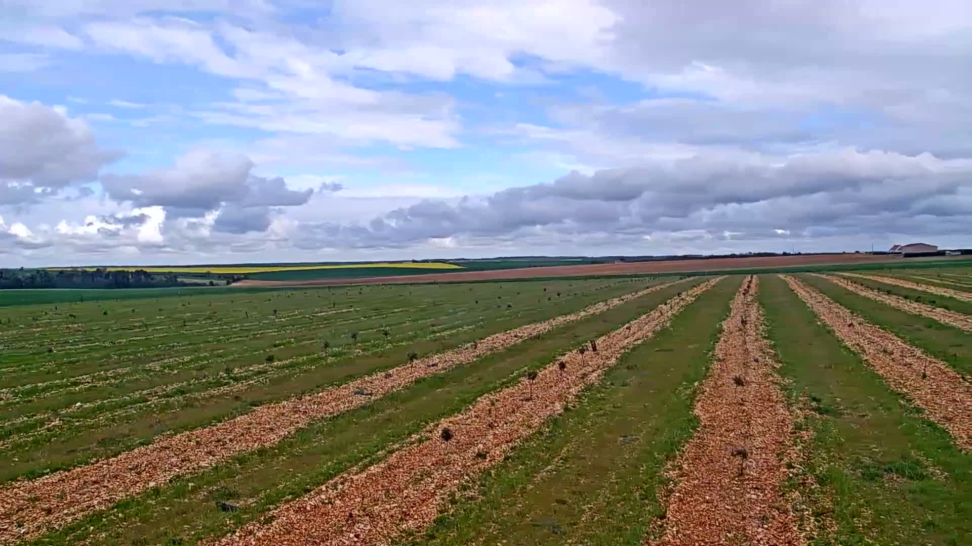Rows of young trees are planted in a field under a partly cloudy sky.