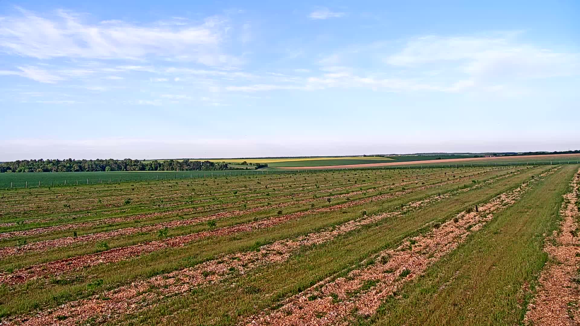 Rows of young trees grow in a cultivated field under a mostly clear blue sky.