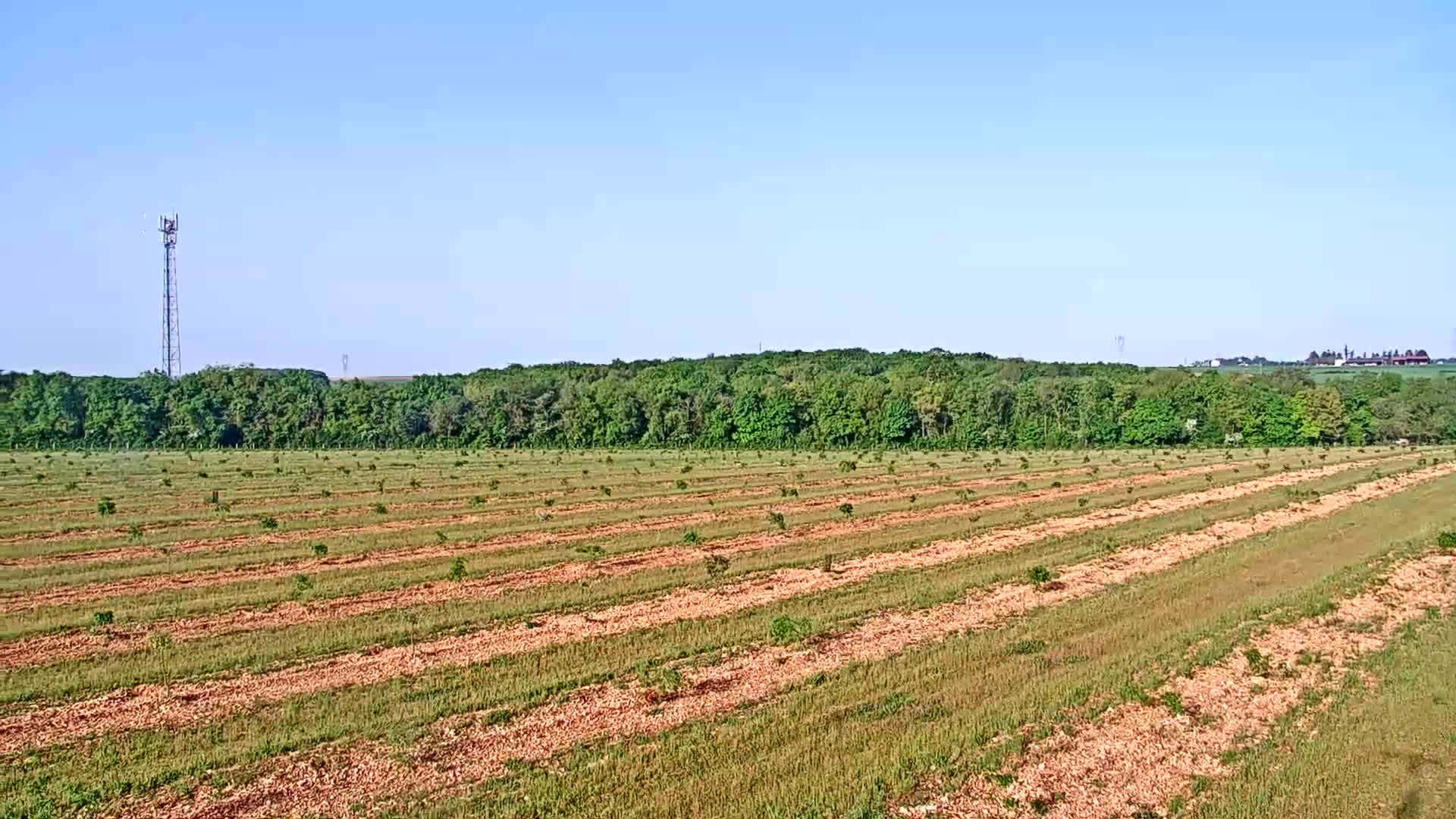 A newly planted orchard stretches across a field under a clear blue sky, with a line of trees in the background and a cell tower visible in the distance.