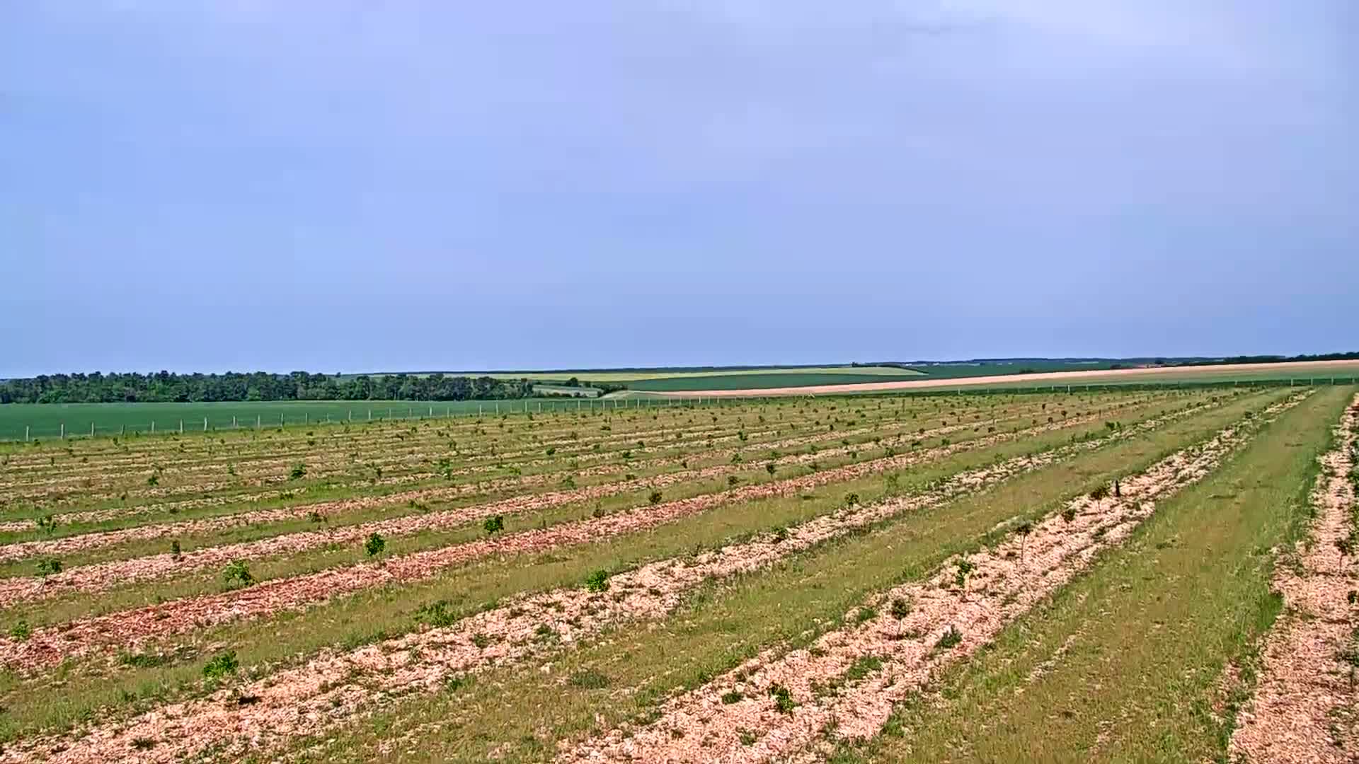 Under a clear blue sky, rows of young trees are planted in a field, with a distant horizon showing more fields and a line of trees.