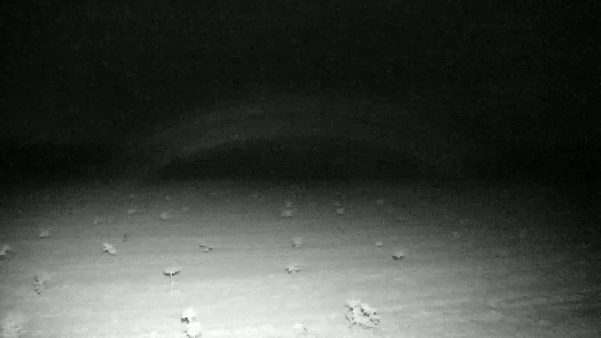 A low-light, nighttime image shows a sparsely vegetated, flat area under a dark sky.