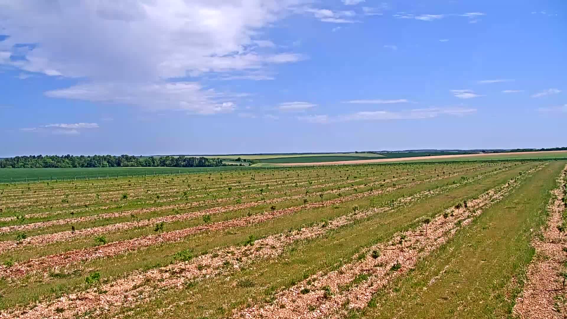 Rows of young trees planted in a field under a partly cloudy blue sky.