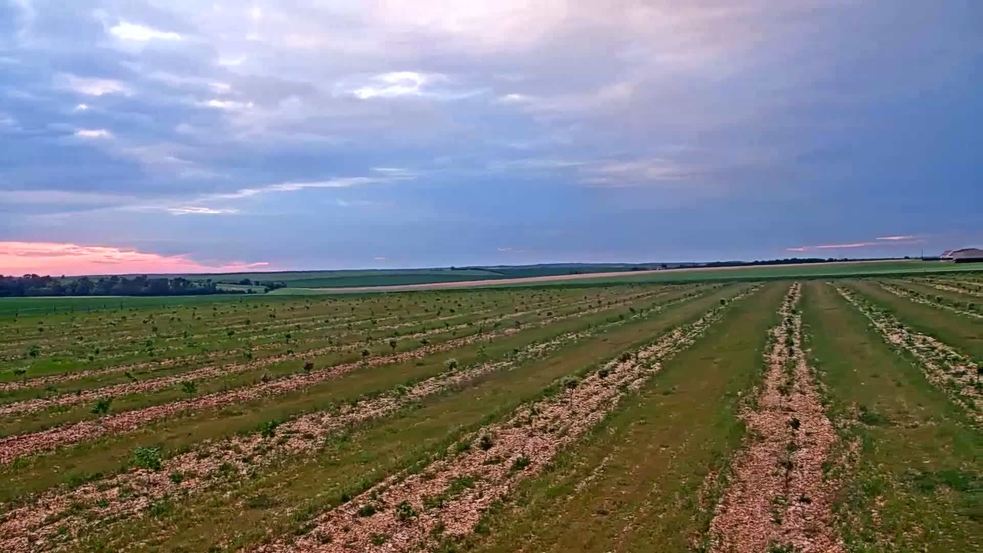 Rows of young trees grow in a vast field under a partly cloudy sky with a pink sunset.