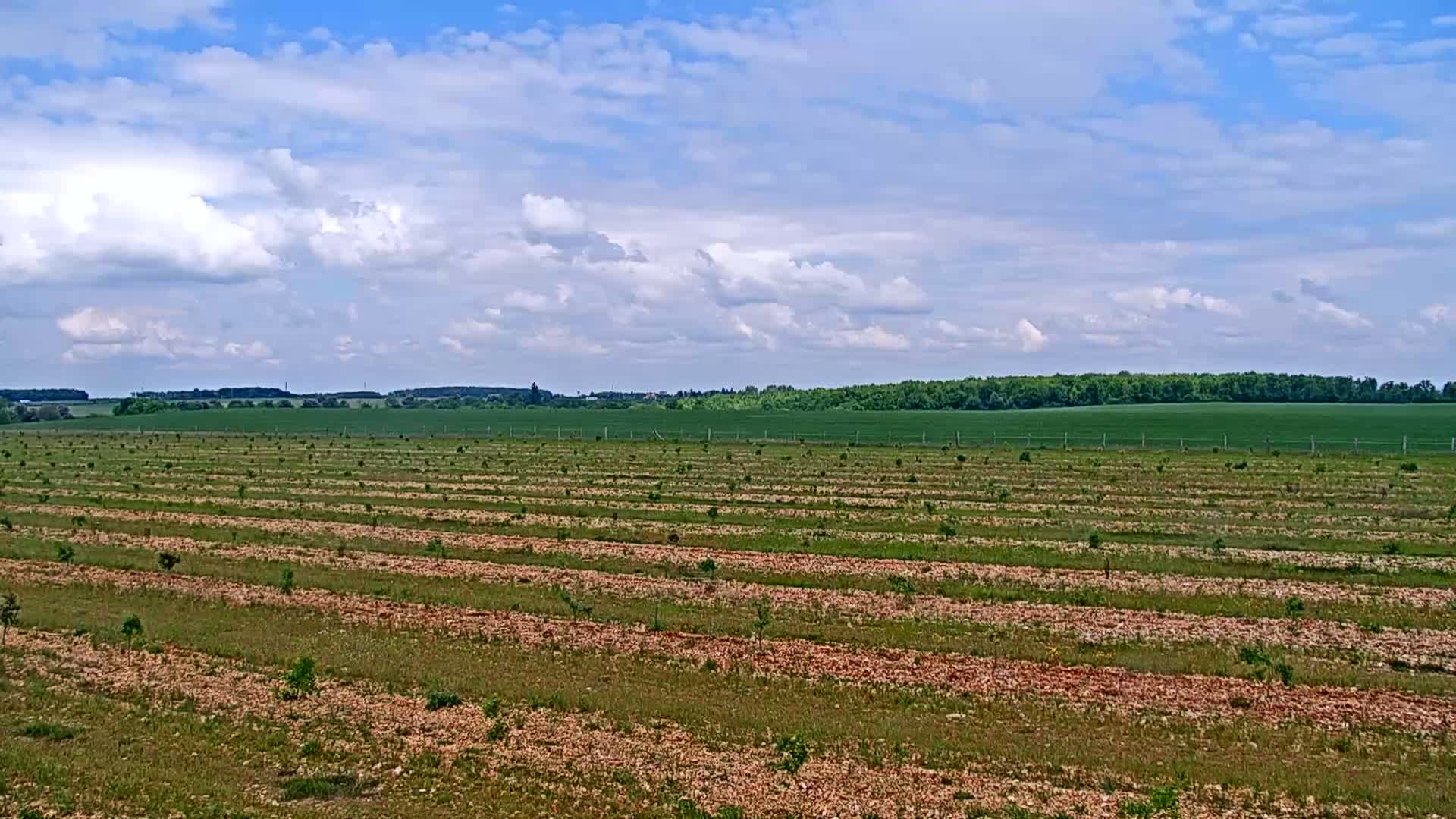 Under a partly cloudy sky, a field of young trees is planted in rows on tilled, reddish-brown earth, with a green field and a line of trees visible in the distance.
