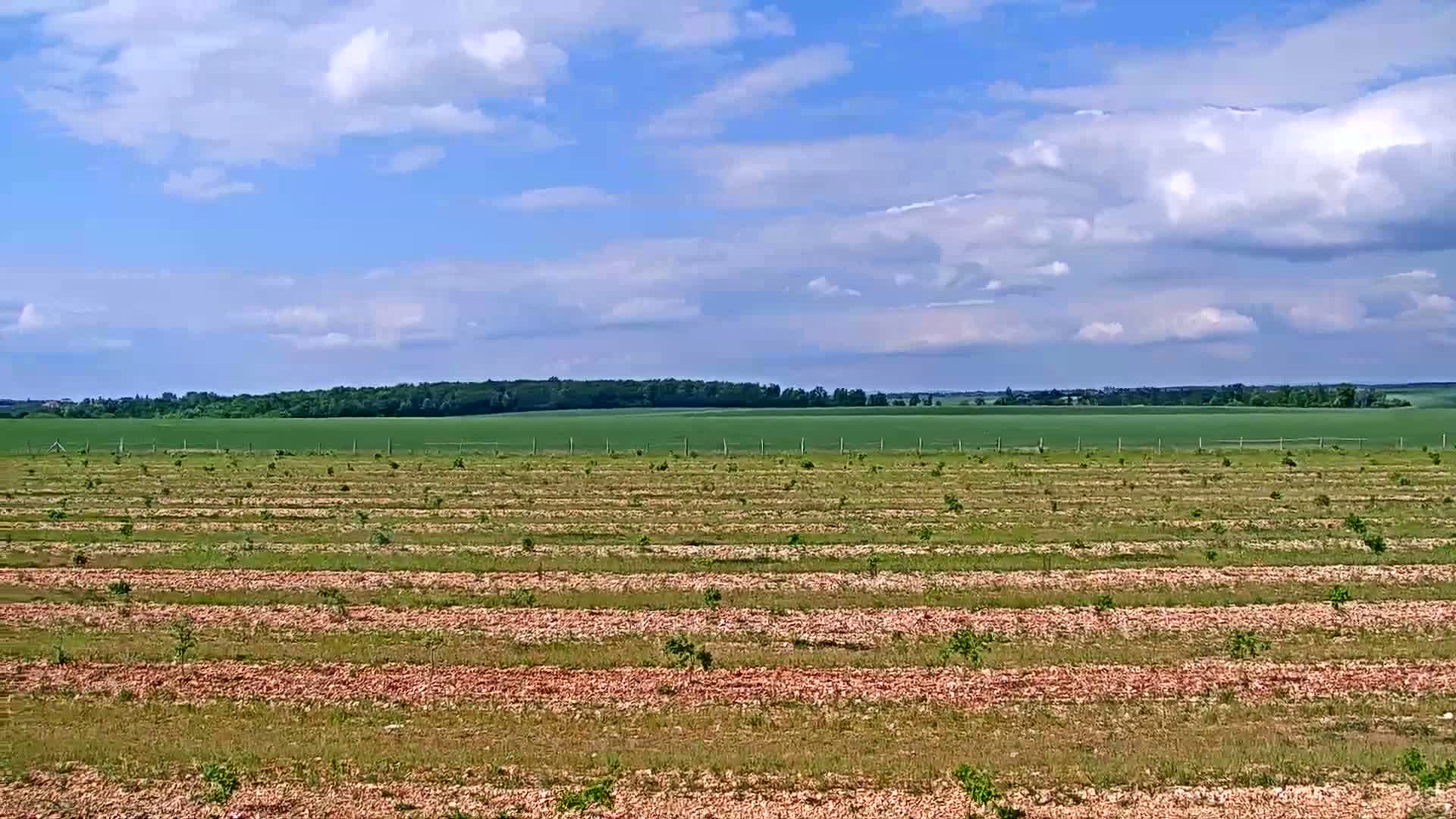 Under a partly cloudy sky, a field of young trees is planted in neat rows on reddish-brown soil, with a distant green field and tree line visible.