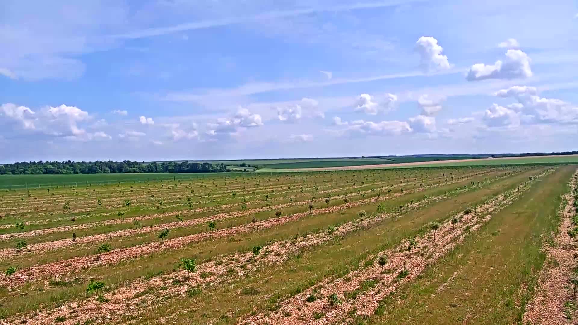 Rows of young trees are planted in a field under a mostly sunny sky with scattered cumulus clouds.