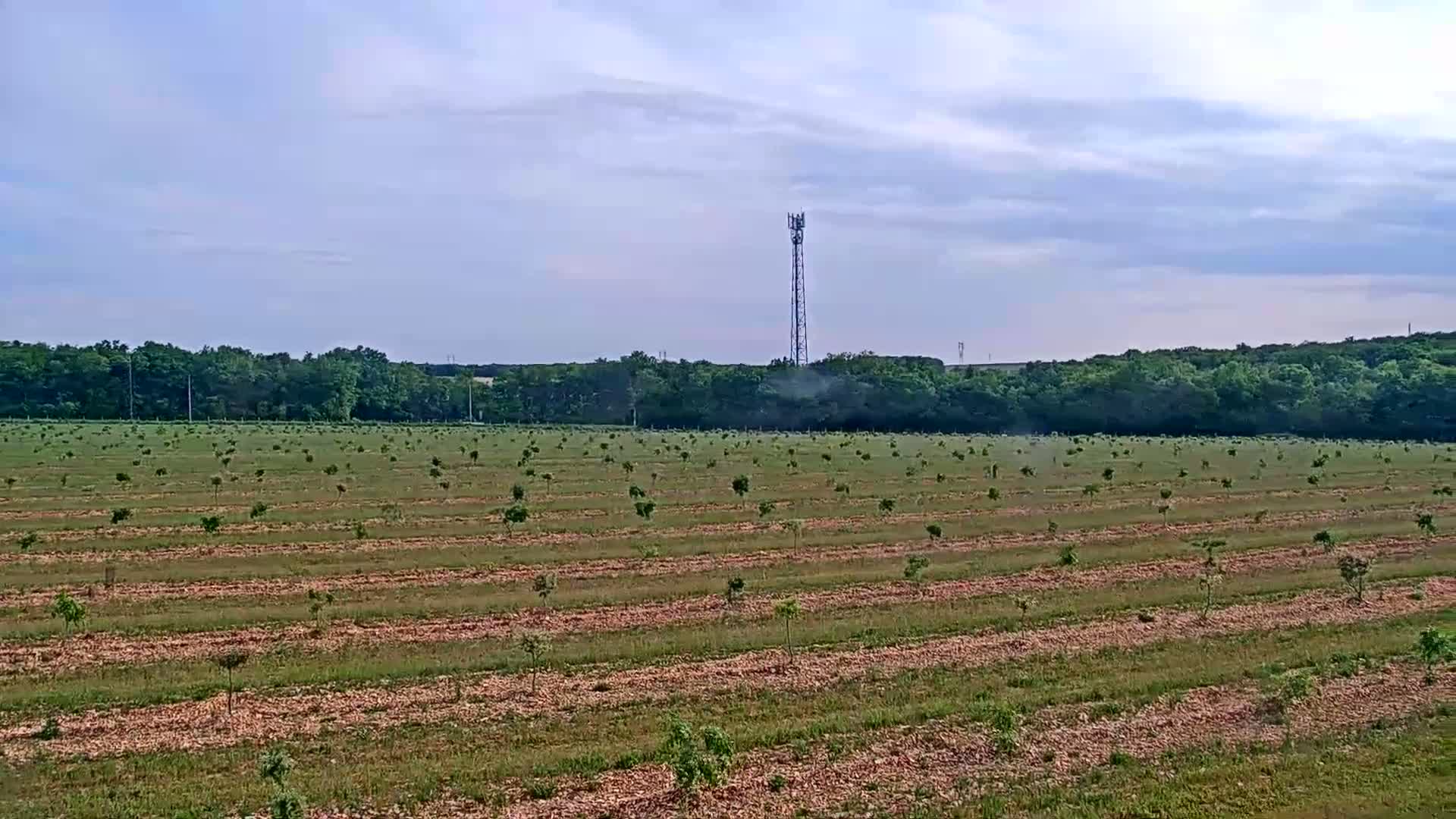 A field of young trees stretches across a gently sloping landscape under a partly cloudy sky, with a tall communication tower visible in the distance.