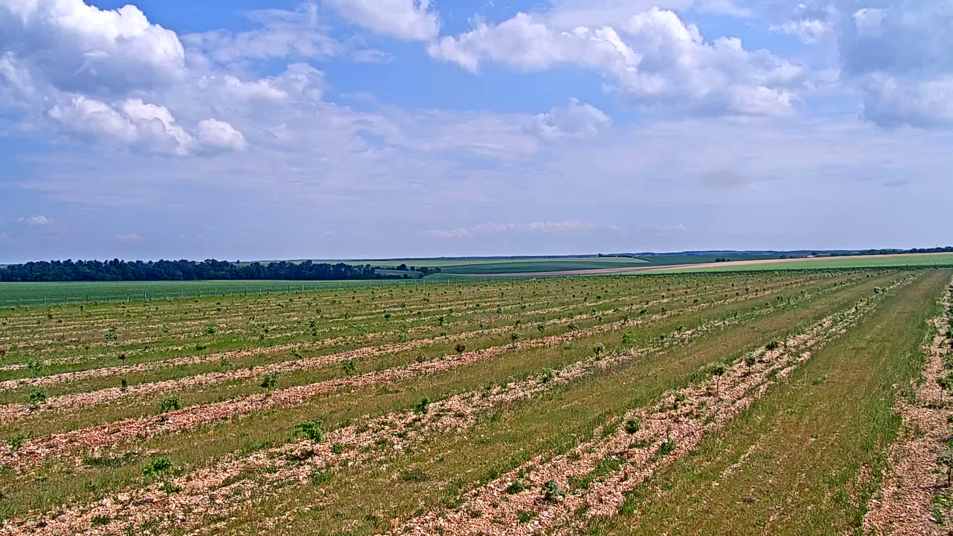 Rows of young trees grow in a cultivated field under a partly cloudy sky.