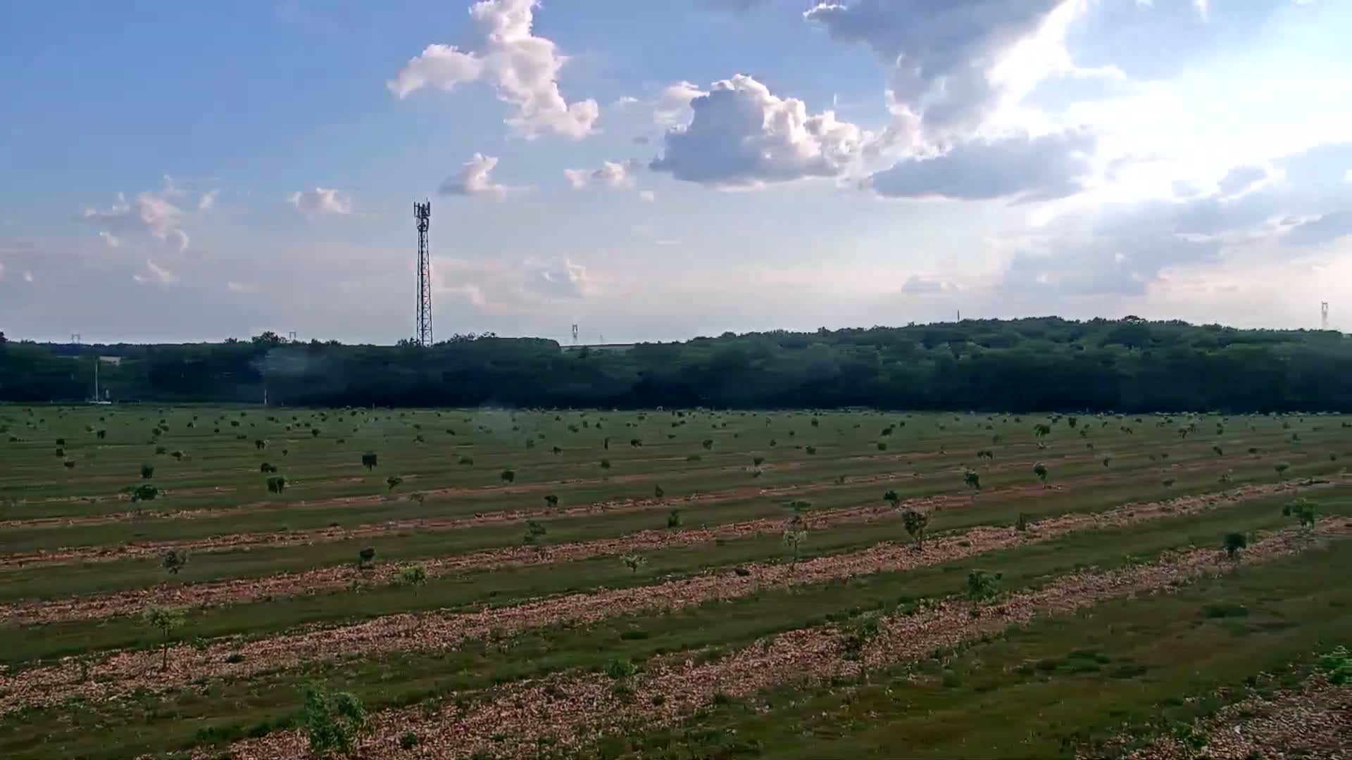 A young orchard stretches across a flat landscape under a partly cloudy sky, with a cell tower visible in the distance.