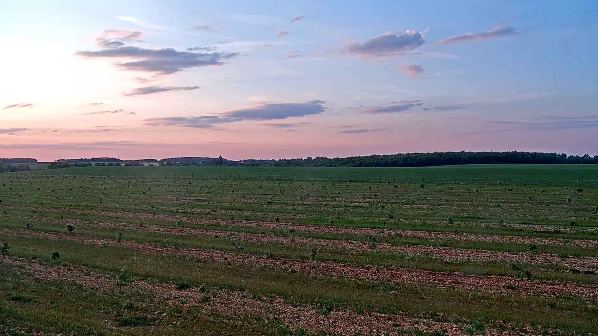 A newly planted orchard stretches across a gently sloping field under a pale pink and blue sunset sky.